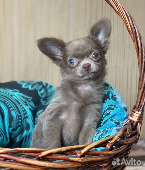 Чихуахуа щенки