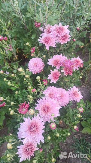 Хризантемы (более 100 сортов)