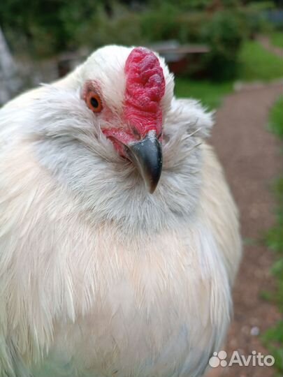 Амерауканы