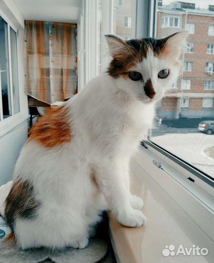 Кошечка стерилизованная