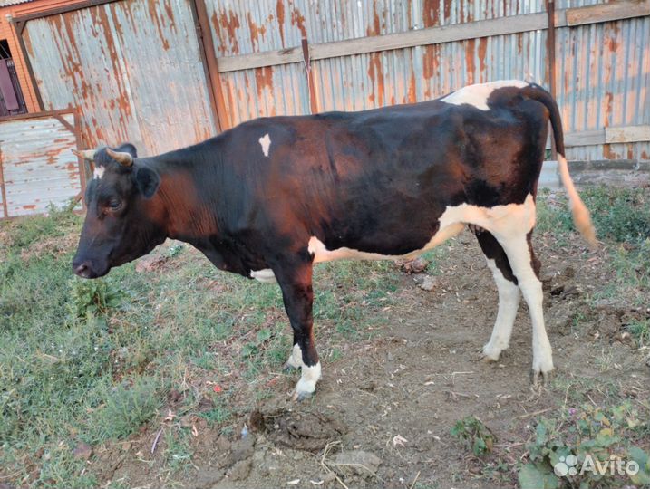 Корова зимой должна отелиться первый раз