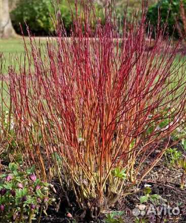 Дерен Айвори Хало