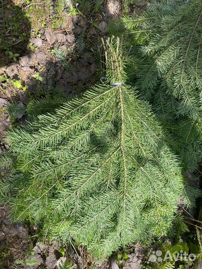 Пихтовые веники для бани