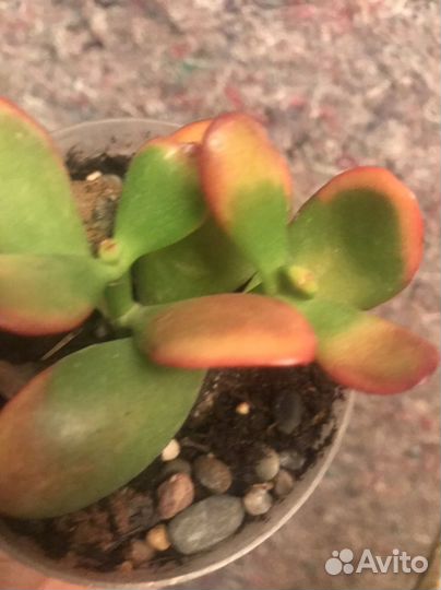 Сортовая крассула Sunset