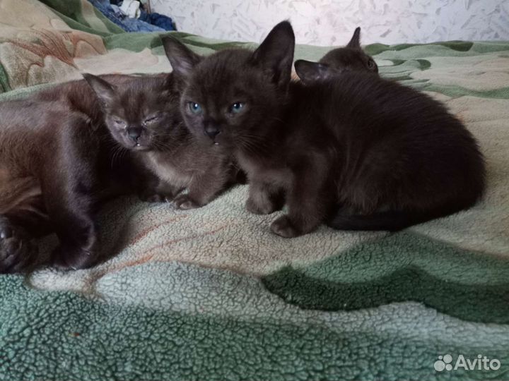 Бурманская кошка