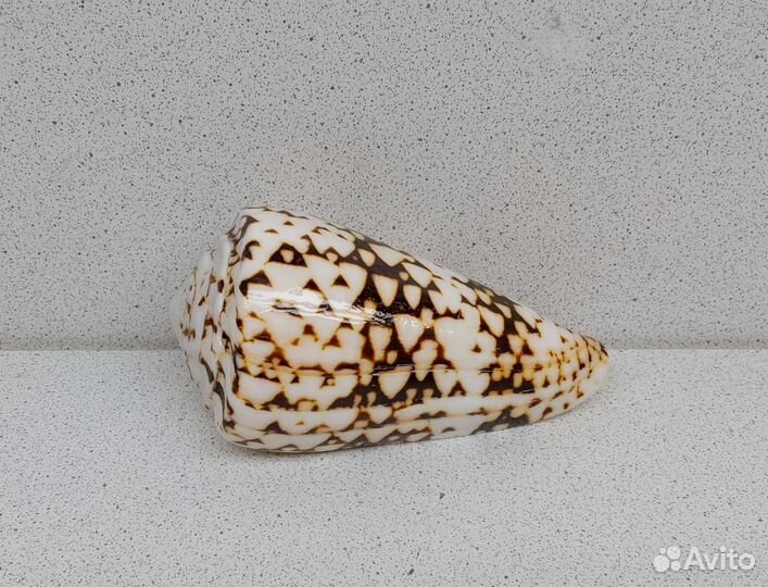 Конус Мармореус 10,6 морская ракушка раковина