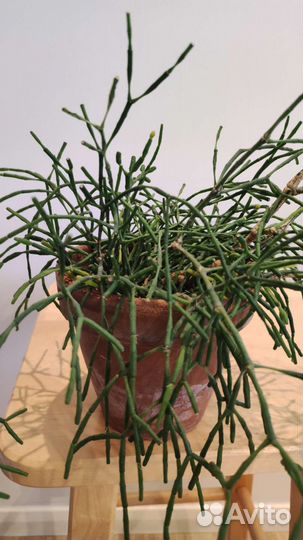 Хатиора / Рипсалис. Ампельный цветущий суккулент