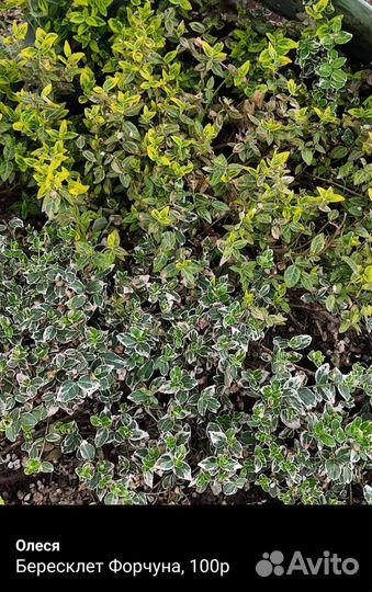 Садовые растения