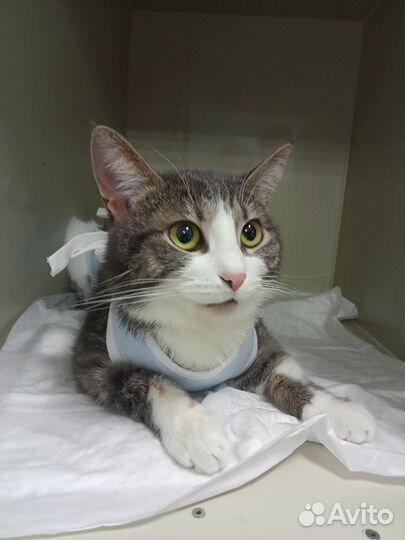 Стерилизация кошек и кастрация котов