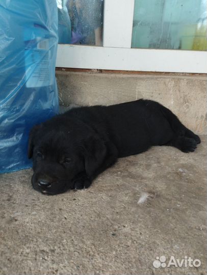 Щенки лабрадора
