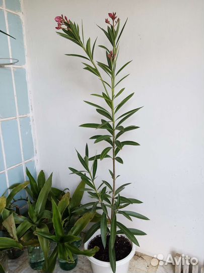 Олеандр розовый