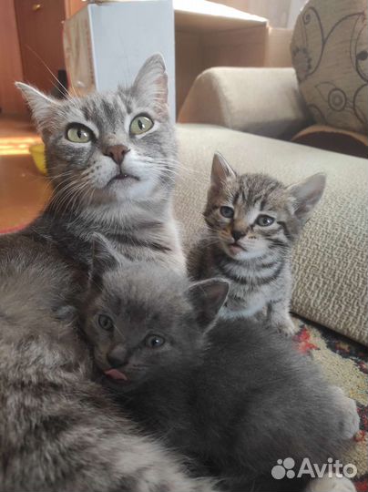 Котята в добрые руки