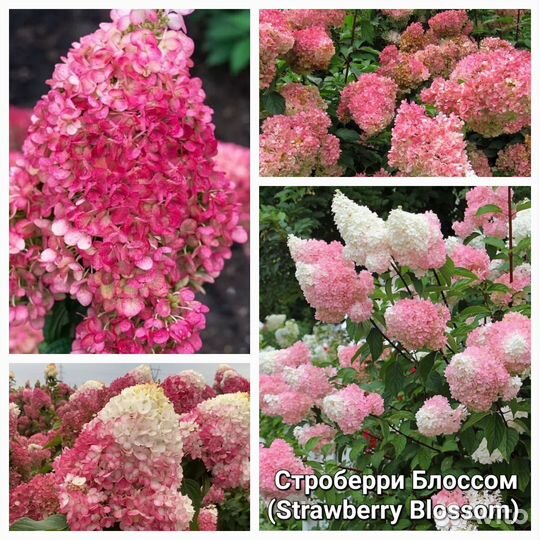 Сортовые метельчатые гортензии