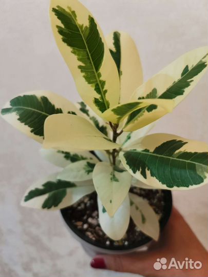 Фикусы сортовые