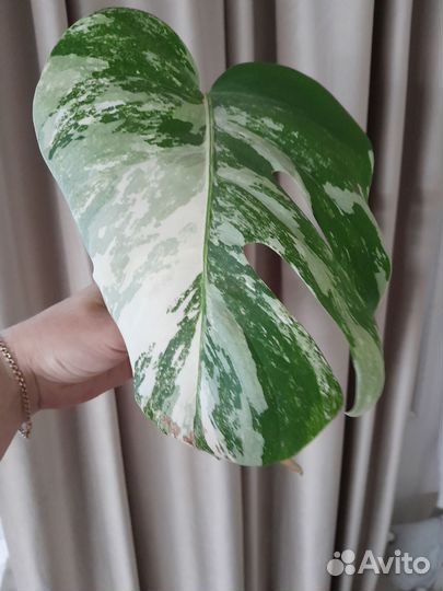 Монстера альба