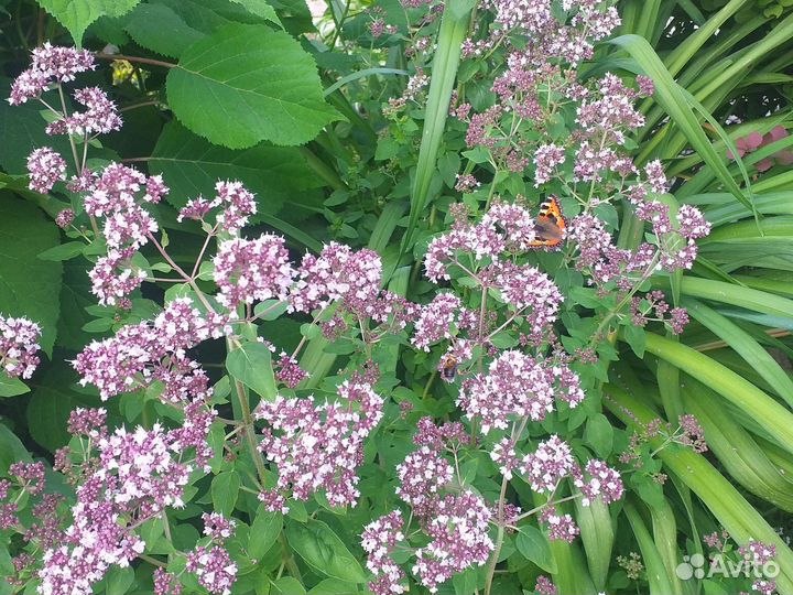 Орегано (душица)