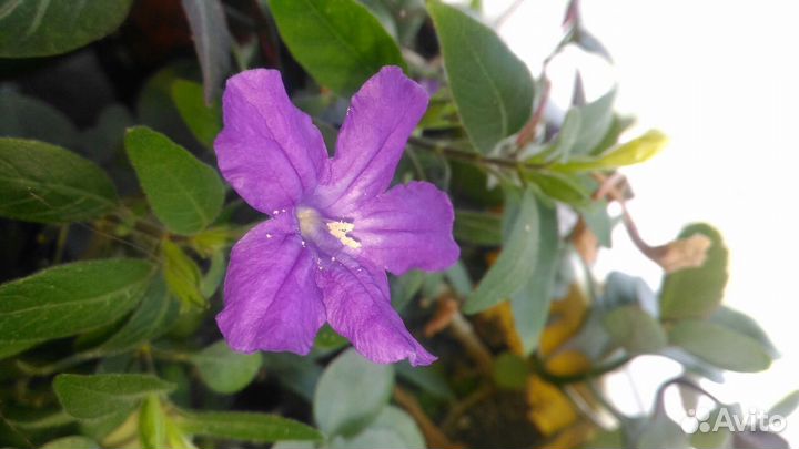 Комнатные цветы, домашние растения