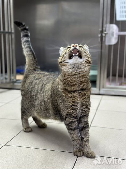 Кошка Фанни