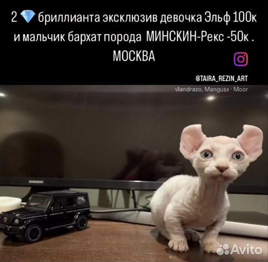 Котята сфинкс