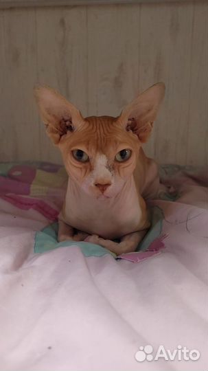 Канадский сфинкс котята