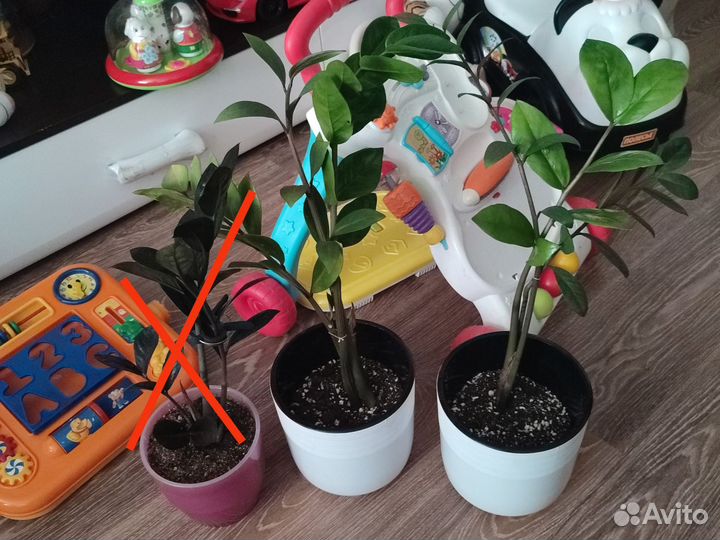 Цветок комнатный