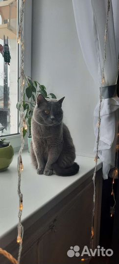 Кот британец