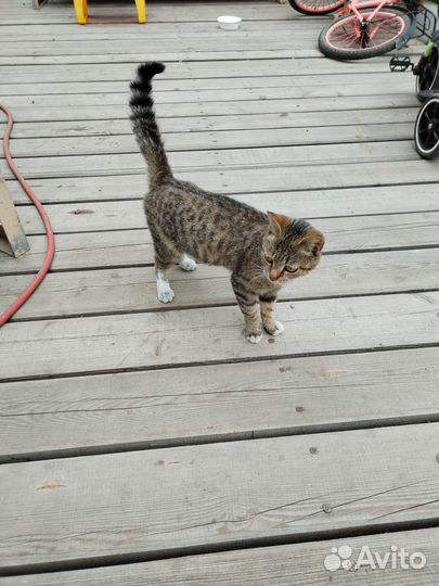 Полосатик, котёнок