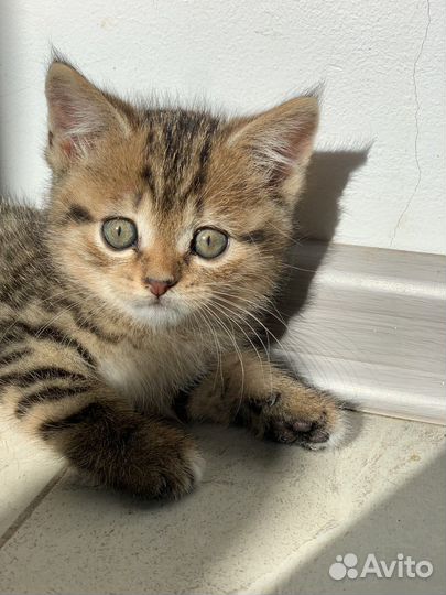 Британские котята