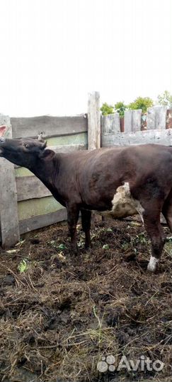 Телки стельные