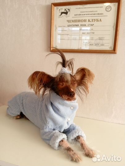 Плюшевый комбинезончик на маленькую собачку