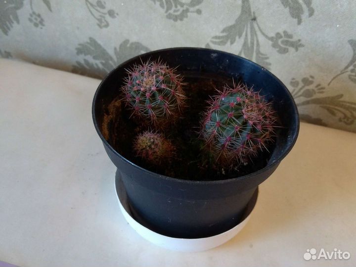 Кактус