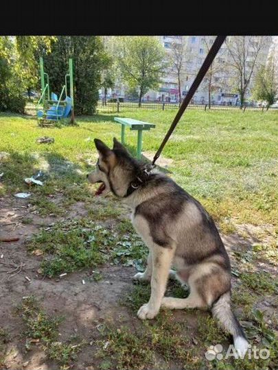 Собаки Хаски