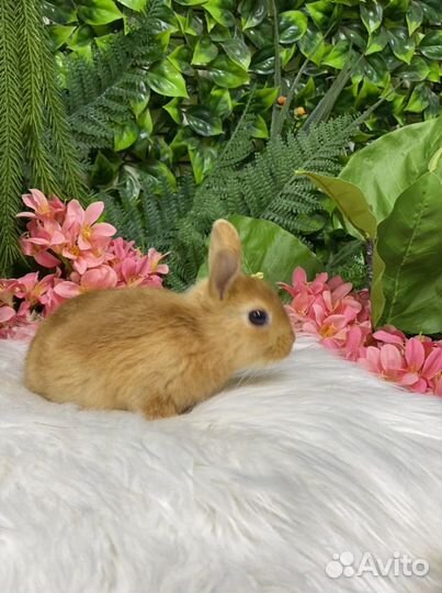 Яркий сатиновый кролик