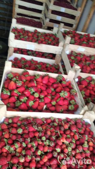 3-октября ожидается партия ягоды