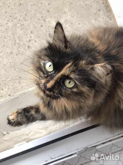 Домашняя кошка
