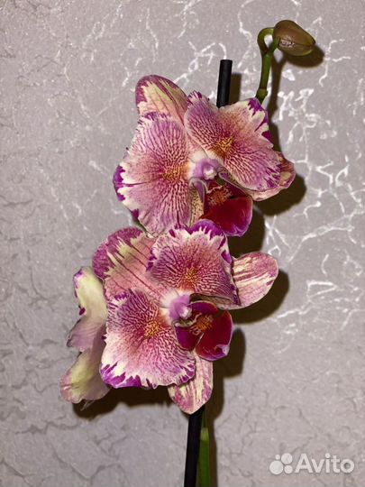 Орхидея фаленопсис Пират Пикоти бабочка