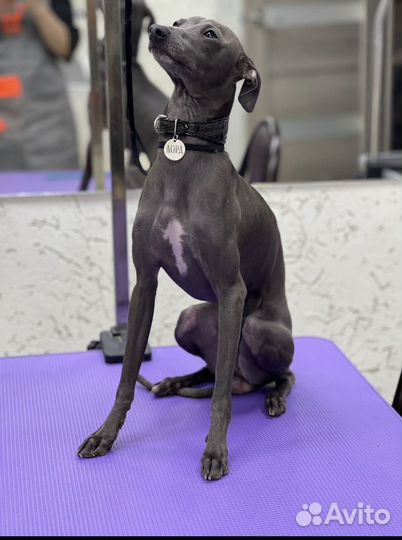 Чемпион левретка вязка