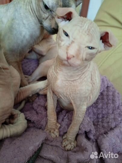 Котята