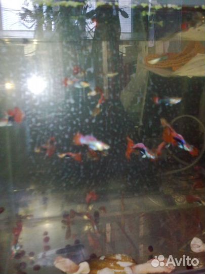 Рыбки гуппи