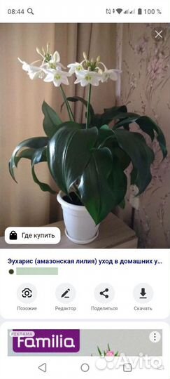 Эухарис амазонская лилия