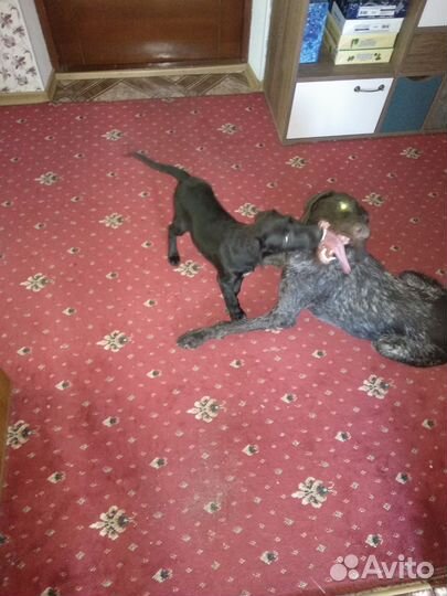 Щенок в добрые руки