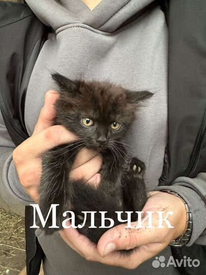 Котята в добрые руки даром