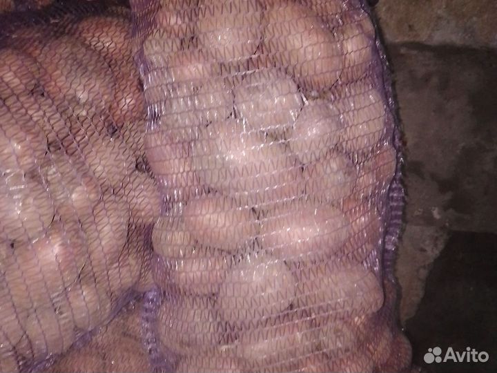 На корм скотине отходы картофеля