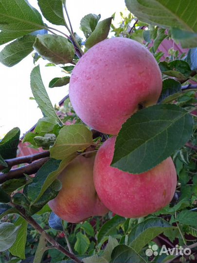 Саженцы привитые