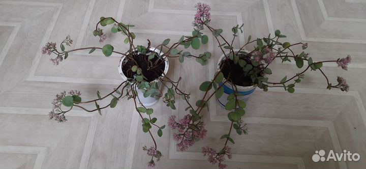 Очиток (седум)