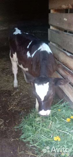 Тёлка 2 месяца