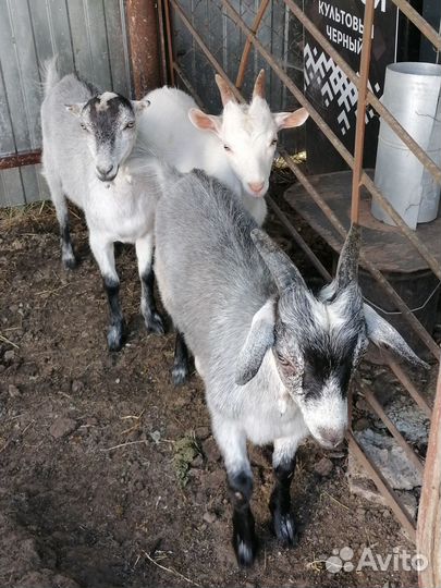 Козлята ламанча