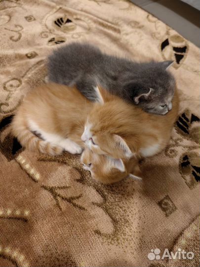 Котята в добрые руки бесплатно