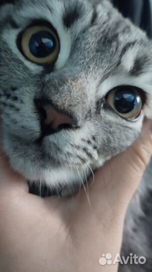 Найдена кошка