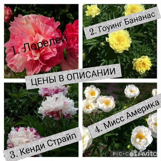 Пион саженцы(цены и сорта в описании)